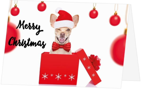 Funny dog in doos als kerstkadootje