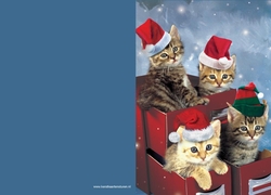 Kerstkaart katten Achterkant/Voorkant